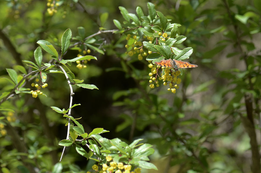 Berberis vulgaris, frutti e fiori